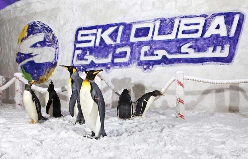پنگوئن‌های سرزمین یخی دبی